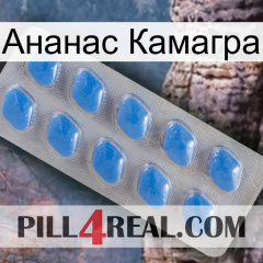 Ананас Камагра 22